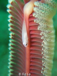 Lobulogobius morrigu (seapen coral goby). (f/8, 1/60, ISO... by E&e Lp 